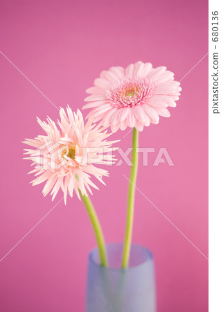Gerbera flowers 680136