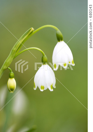 雪花花 雪花花 680143
