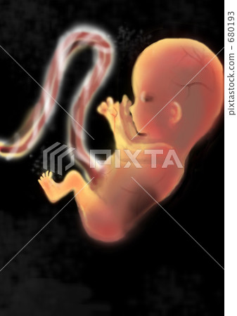 Fetus 12 weeks Fetus 12 weeks 680193