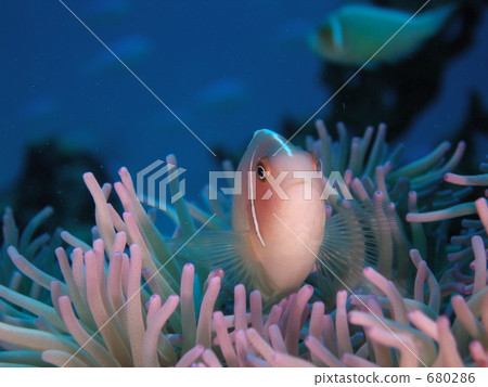 Hanabira Anemonefish at Zamami Island Hanabira Anemonefish at Zamami Island 680286