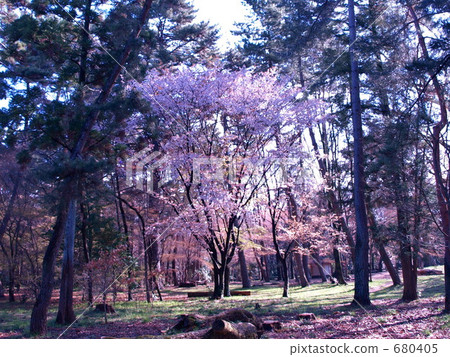 京都御所 京都的皇宮 京都御所花園 680405