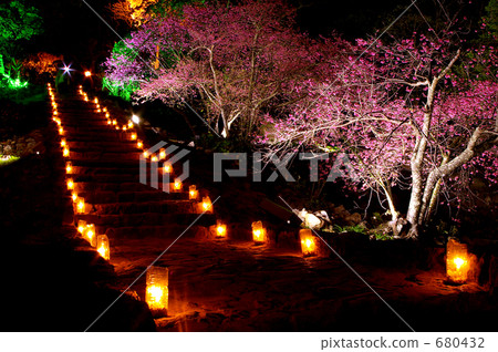 寒緋櫻 櫻花 台灣櫻桃 680432