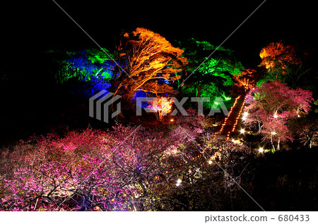 寒緋櫻 櫻花 台灣櫻桃 680433