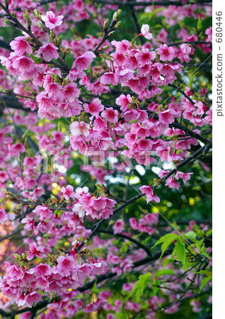 寒緋櫻 櫻花 台灣櫻桃 680446