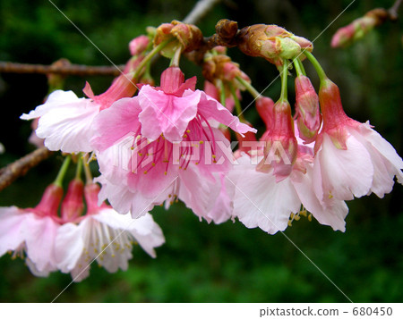 寒緋櫻 櫻花 台灣櫻桃 680450