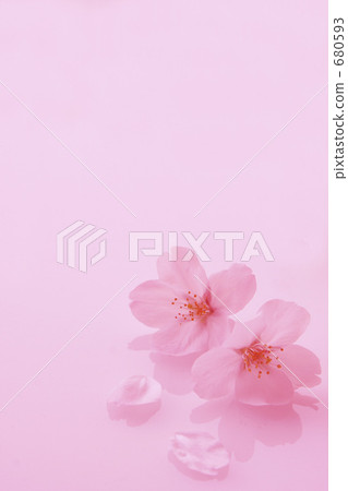 Cherry Blossoms Cherry Blossoms 680593