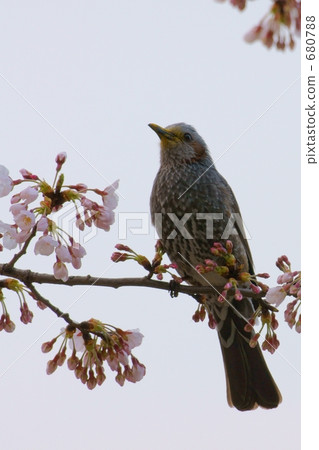 Hikokori and cherry blossoms 680788