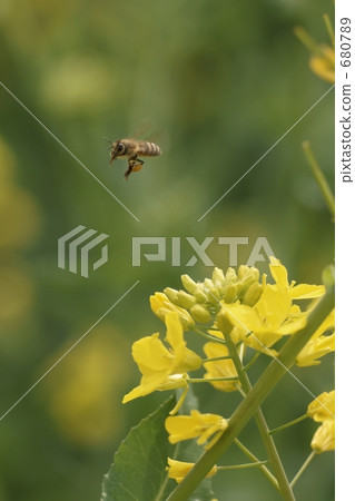 Bees and Rape Blossoms 680789
