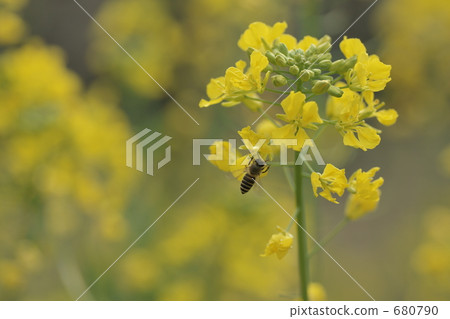 Bees and Rape Blossoms 680790