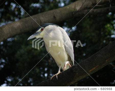 Great blue heron Great blue heron 680988