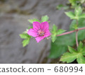 Geranium thunbergii 680994