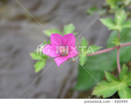 Geranium thunbergii 680994