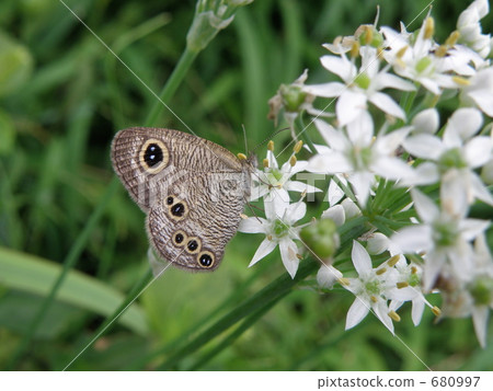 Ypthima argus 680997