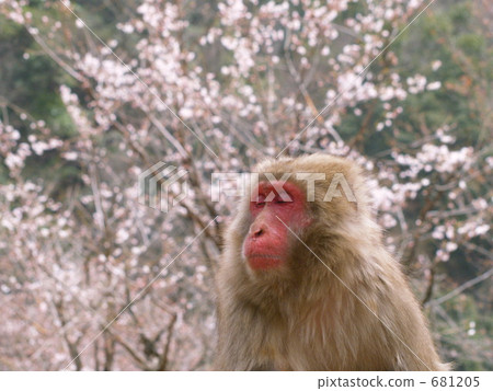 Do not you remember the spring pheasance? 681205