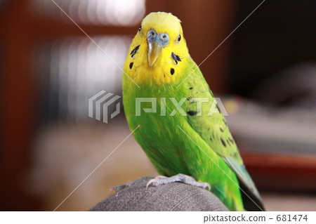 Sekisei parakeet 681474