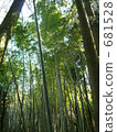  Bamboo grove 681528