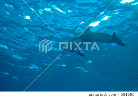 海豚 一隻動物 海底的 681680