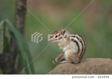 Squirre Squirre 681694