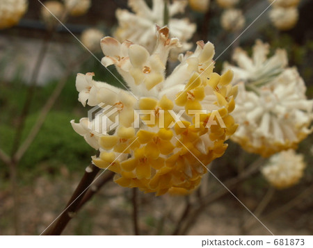 Mitumata flowers 681873