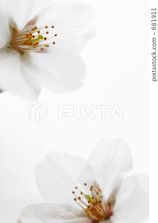 櫻花 681911