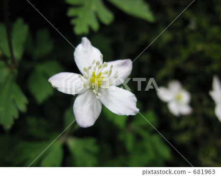 Nirinso漂浮在光明中 Nirinso漂浮在光明中 681963