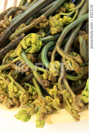 布拉肯（煮） 682526