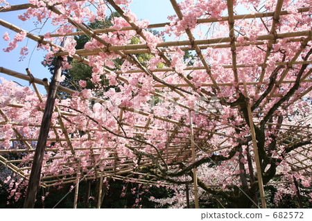 Lattice red cliff Lattice red cliff 682572