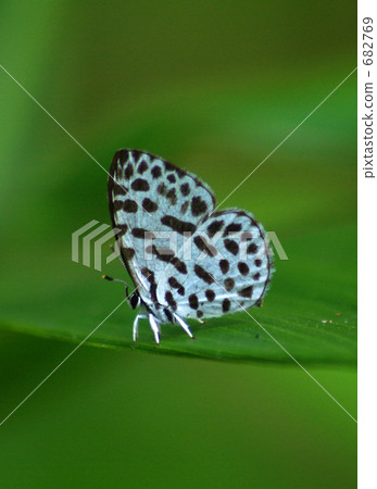 上高地,一隻雙翅緊閉在竹葉上的藍斑蟬 上高地,一隻雙翅緊閉在竹葉上的藍斑蟬 682769