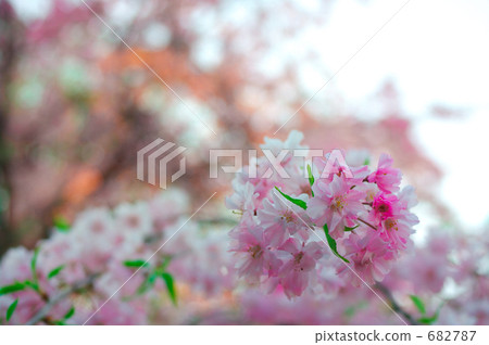 Eijinji Shidarezakura 682787