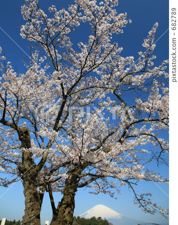 Sakura's old tree and Fuji 682789