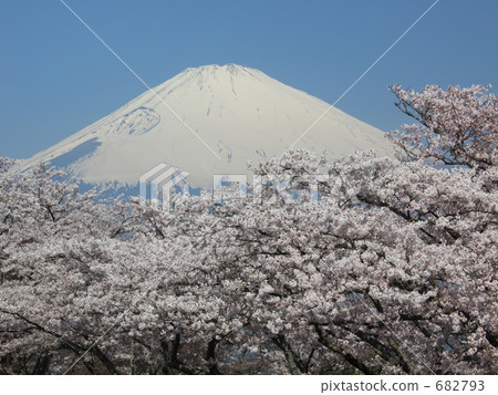 Sakura Bloom Peace Park 682793
