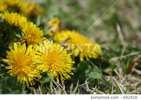  Dandelion 682916