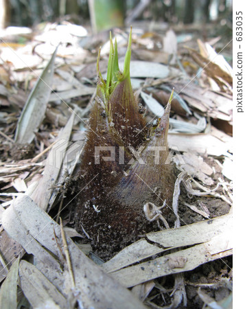 A bamboo shoot with a face 683035