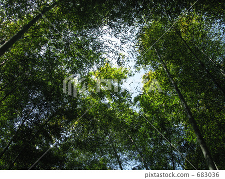 Sky looking up from bamboo grass 683036
