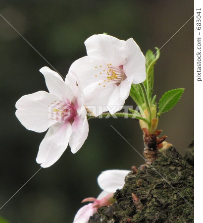 吉野櫻花樹 櫻花 櫻 683041