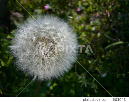 fluff, fluffy, fuzz 683048