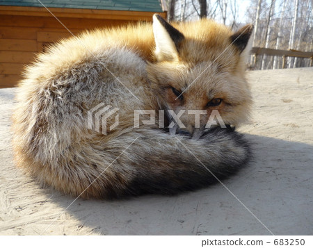 All full of fever All full of fever 683250