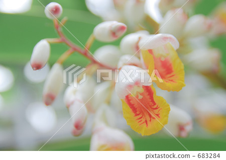 Moon peach blossom Moon peach blossom 683284