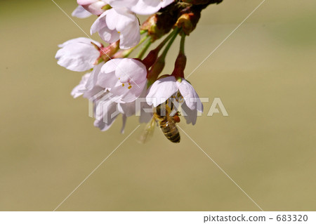 蜜蜂1 683320