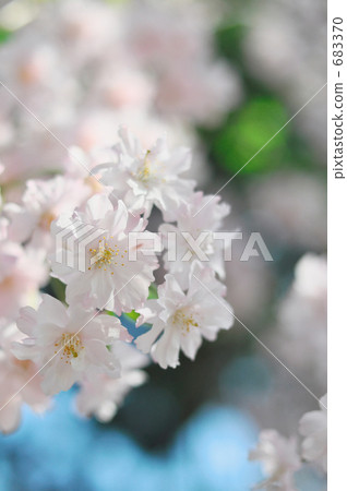 蒼白玫瑰棕色櫻桃樹垂直位置 蒼白玫瑰棕色櫻桃樹垂直位置 683370