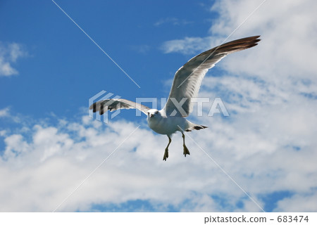 white cloud, wing, stare 683474
