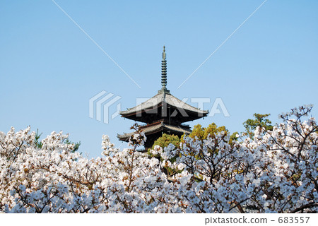 橫跨大黑櫻桃樹的Ninna-ji寺 683557