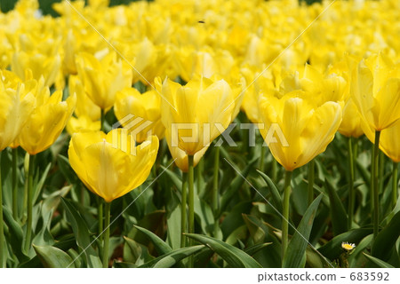 Yellow tulip flower garden Yellow tulip flower garden 683592
