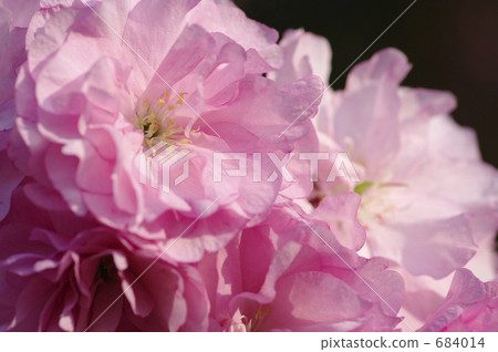 牡丹櫻桃樹 684014