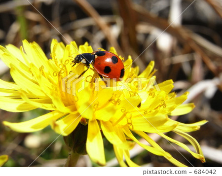 Ladybird and dandelion 684042
