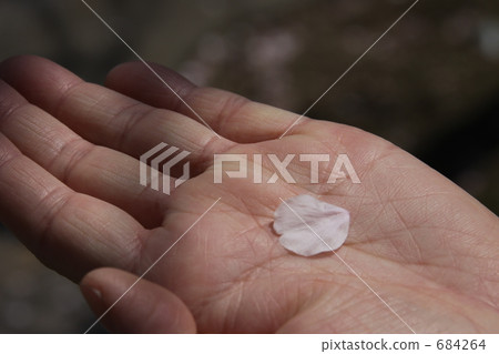 櫻花的花瓣 櫻花的花瓣 684264