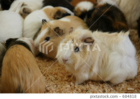 荷蘭豬 豚鼠 小動物 684818