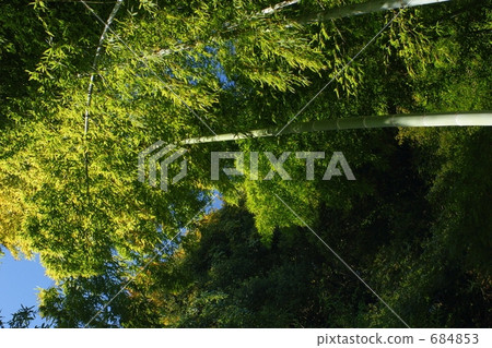 竹叢 竹子 竹 684853