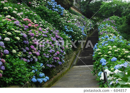 來自鎌倉群的繡球花 來自鎌倉群的繡球花 684857
