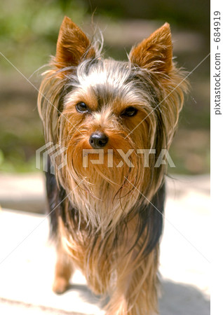 yorkshire terrier, toy dog, small-breed dog 684919